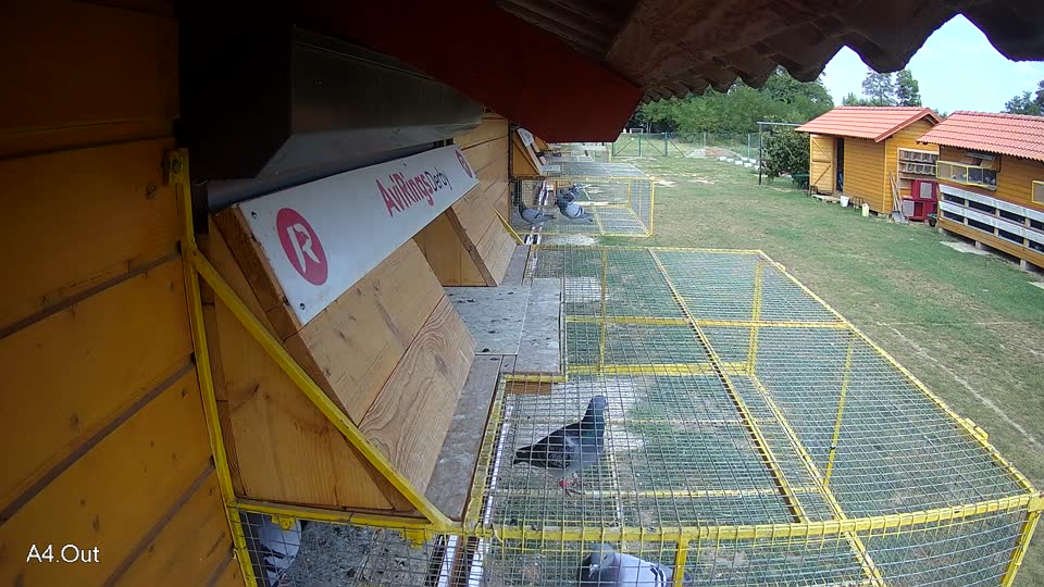 Pigeon Arrival Image For Race Race 4