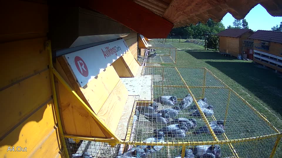 Pigeon Arrival Image For Race Race 5