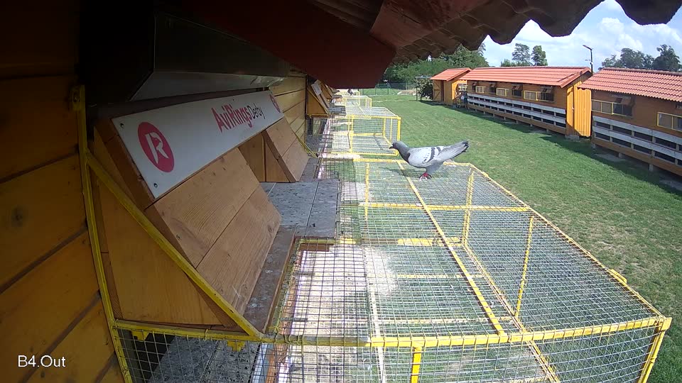 Pigeon Arrival Image For Race Race 6