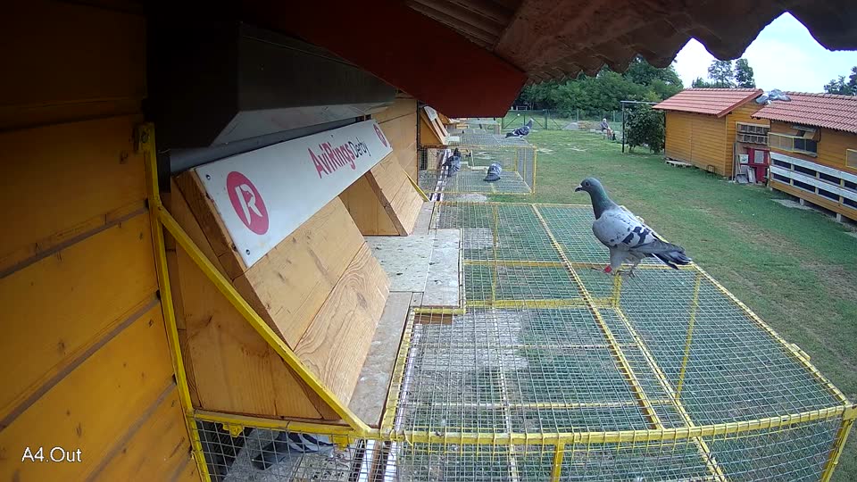 Pigeon Arrival Image For Race Race 3