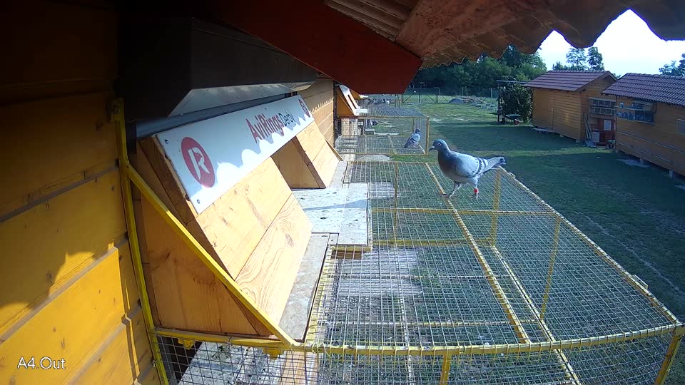Pigeon Arrival Image For Race Race 4