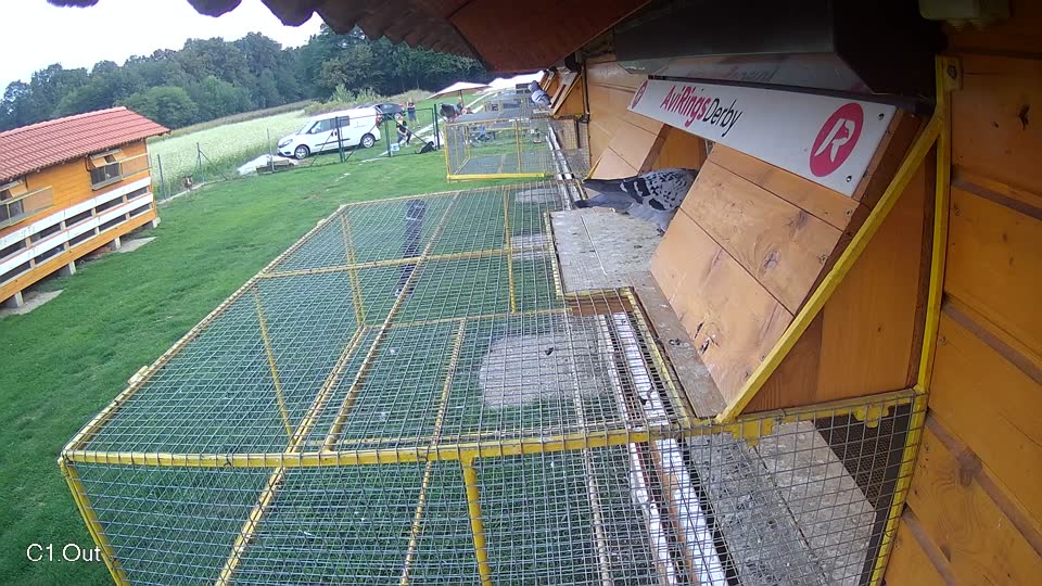 Pigeon Arrival Image For Race Final race 1