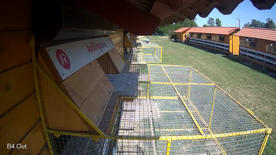 Pigeon Arrival Image For Race Race 5