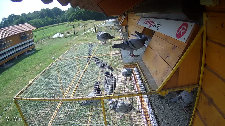 Pigeon Arrival Image For Race Race 4