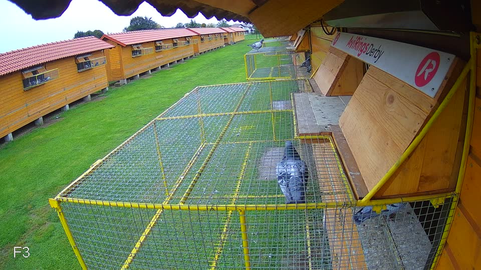 Pigeon Arrival Image For Race Final race 3