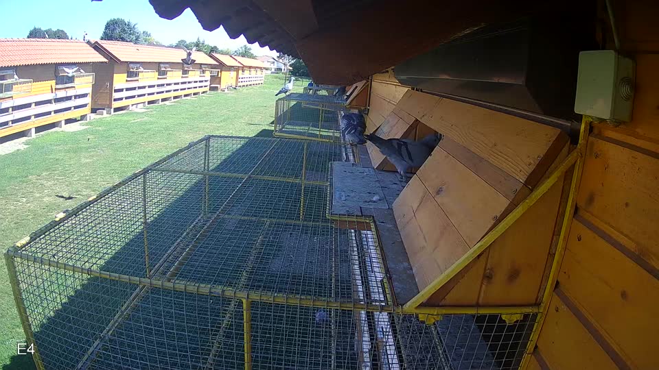 Pigeon Arrival Image For Race Race 2