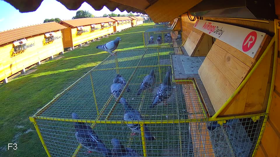 Pigeon Arrival Image For Race Race 5