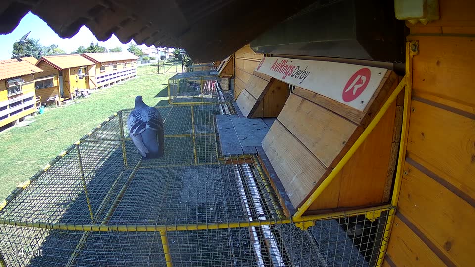 Pigeon Arrival Image For Race Race 3