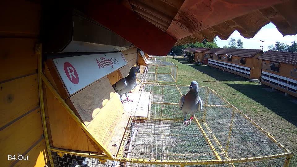 Pigeon Arrival Image For Race Race 2