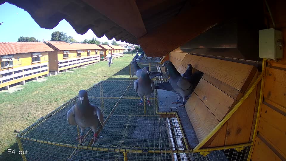 Pigeon Arrival Image For Race Race 2