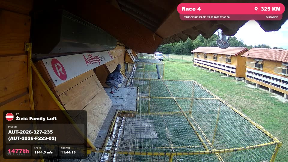 Pigeon Arrival Image For Race Race 4