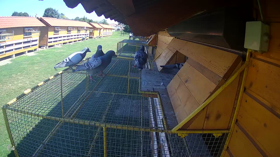 Pigeon Arrival Image For Race Race 2