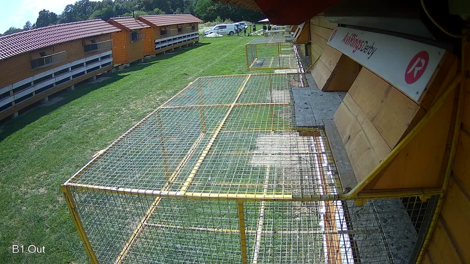 Pigeon Arrival Image For Race Race 6