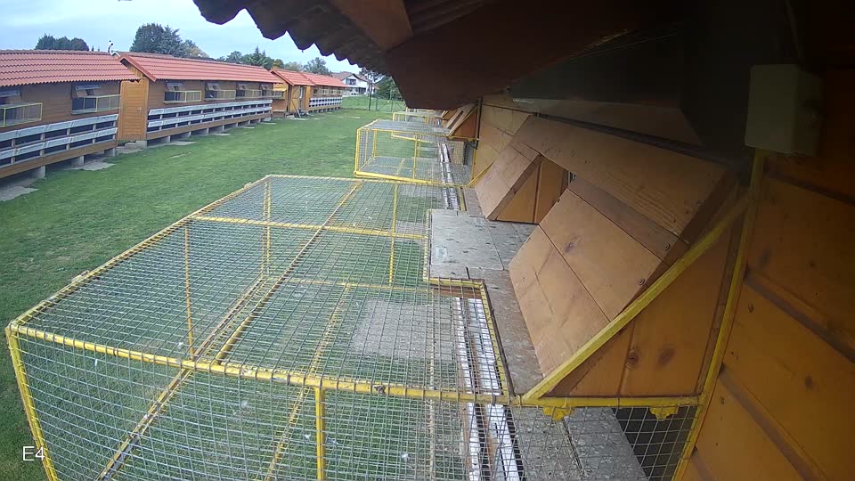 Pigeon Arrival Image For Race Final race 3