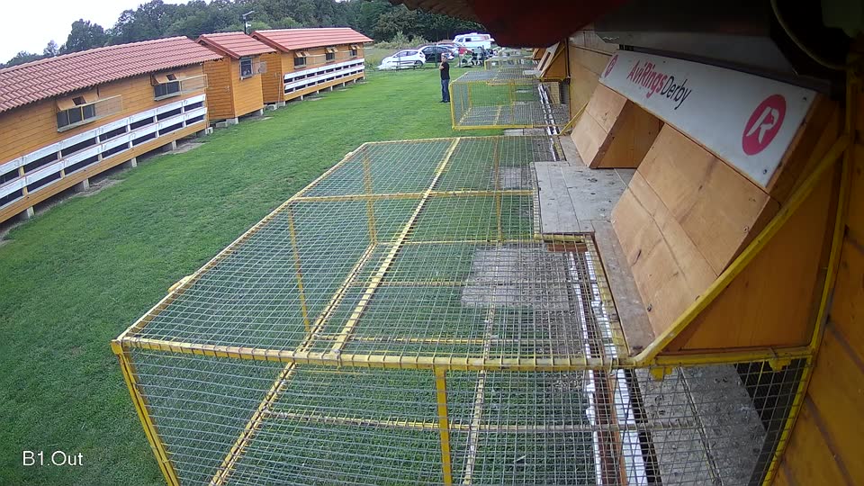 Pigeon Arrival Image For Race Final race 2