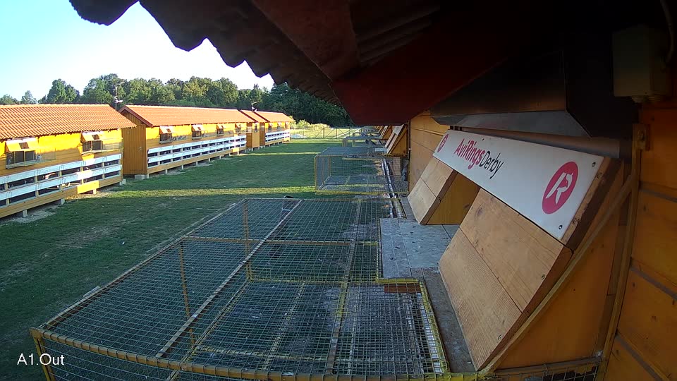 Pigeon Arrival Image For Race Race 5