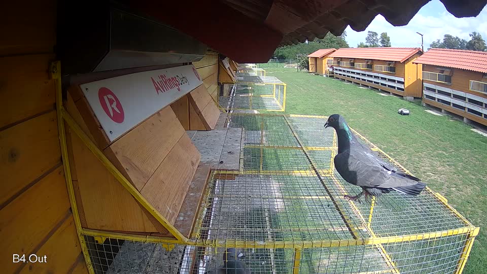 Pigeon Arrival Image For Race Race 6