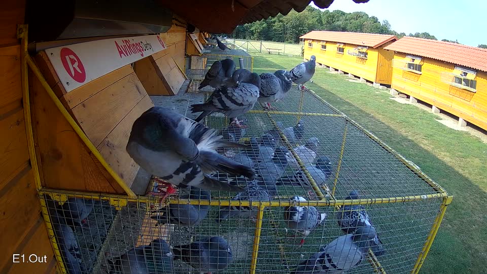 Pigeon Arrival Image For Race Race 4