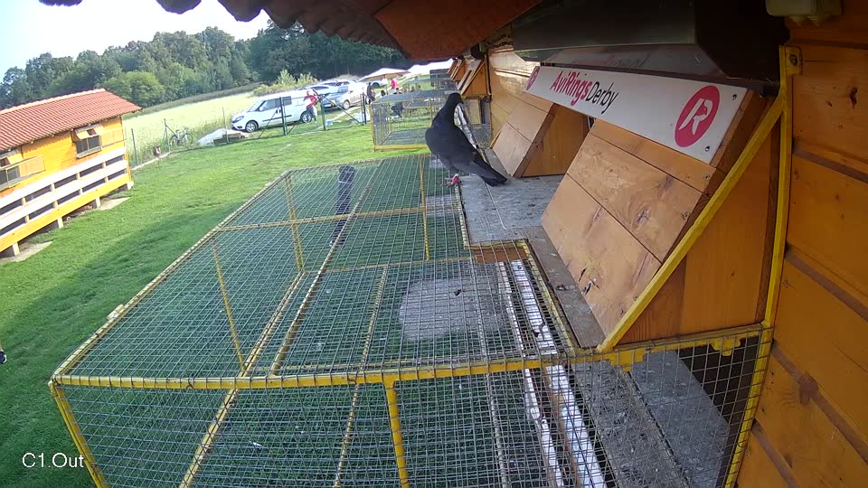 Pigeon Arrival Image For Race Final race 1