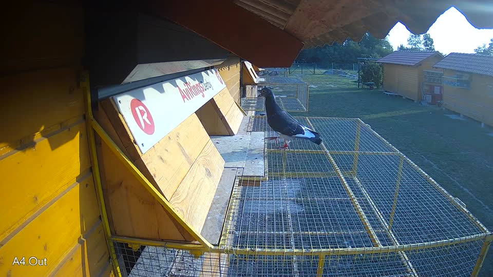Pigeon Arrival Image For Race Race 4
