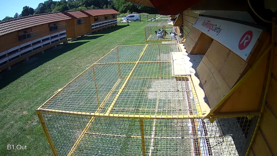 Pigeon Arrival Image For Race Race 2