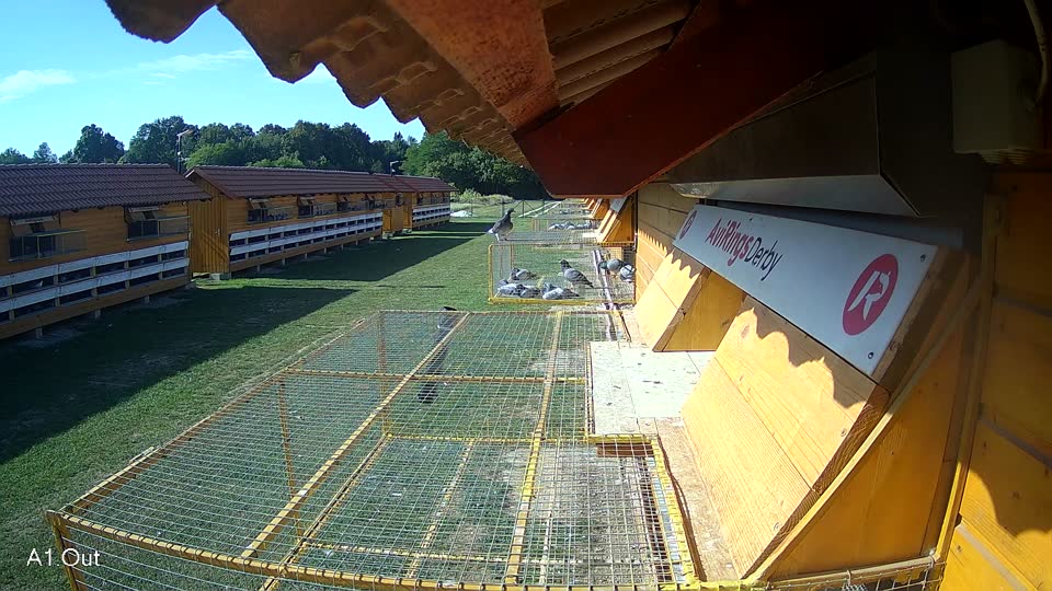 Pigeon Arrival Image For Race Race 5