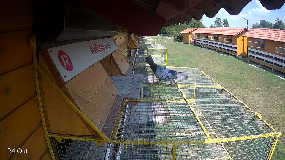 Pigeon Arrival Image For Race Race 4