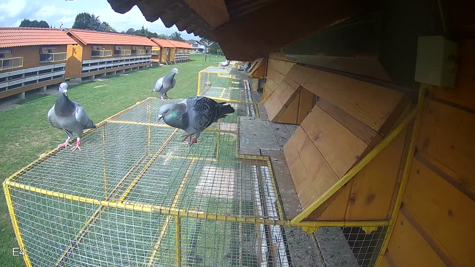 Pigeon Arrival Image For Race Race 6