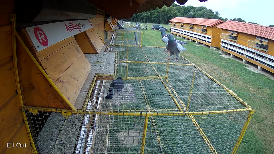 Pigeon Arrival Image For Race Race 3