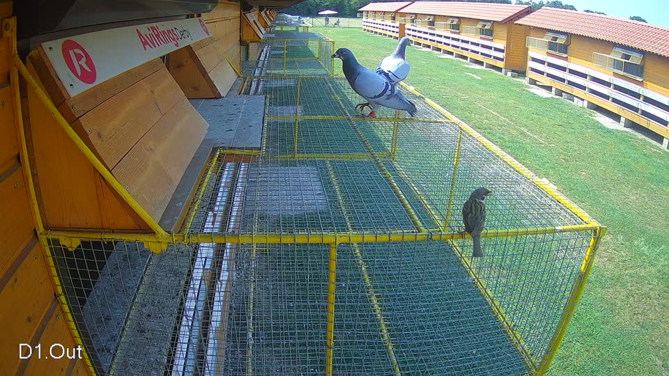 Pigeon Arrival Image For Race Race 4