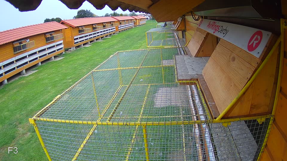 Pigeon Arrival Image For Race Final race 3