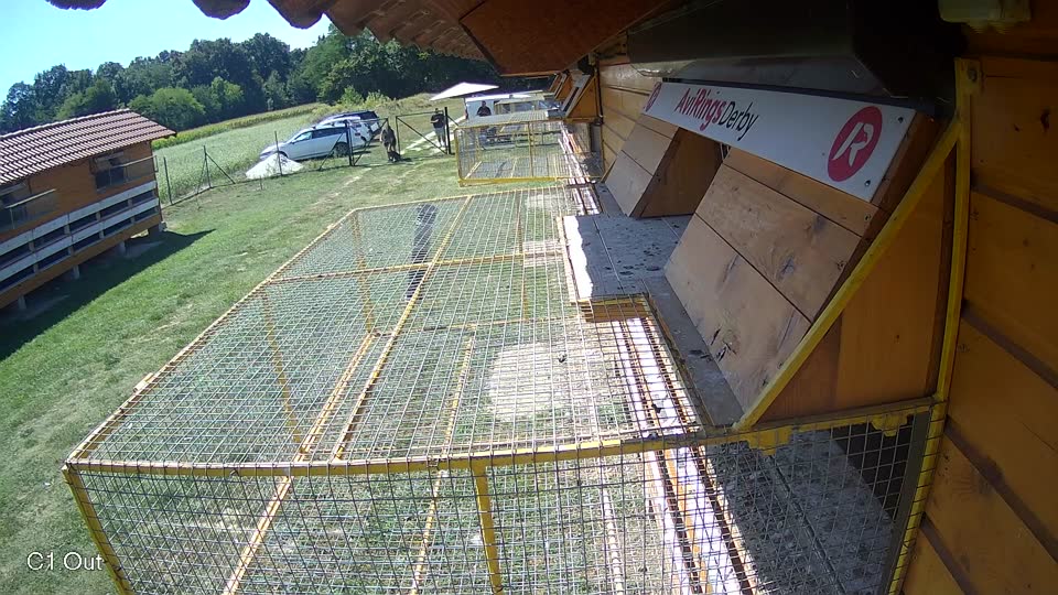 Pigeon Arrival Image For Race Race 5