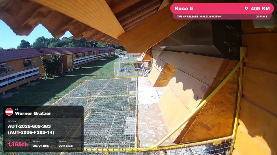 Pigeon Arrival Image For Race Race 5
