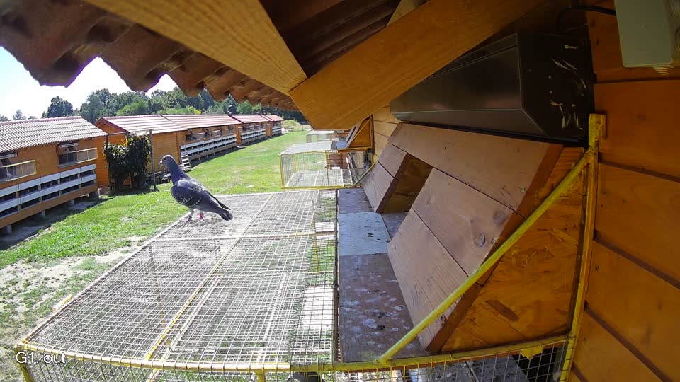 Pigeon Arrival Image For Race Race 2