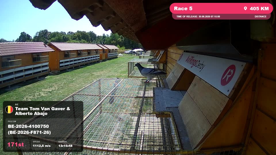 Pigeon Arrival Image For Race Race 5