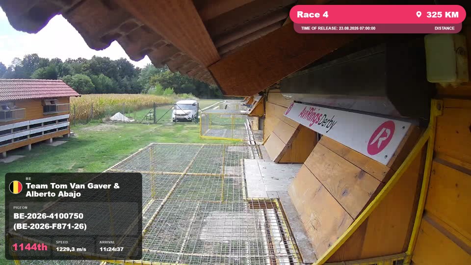 Pigeon Arrival Image For Race Race 4