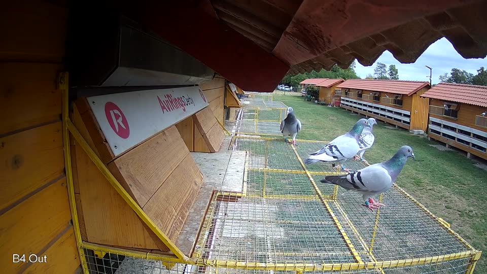 Pigeon Arrival Image For Race Race 4