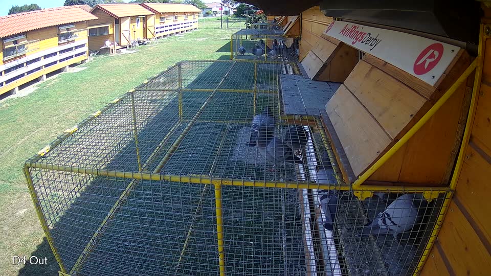 Pigeon Arrival Image For Race Race 3