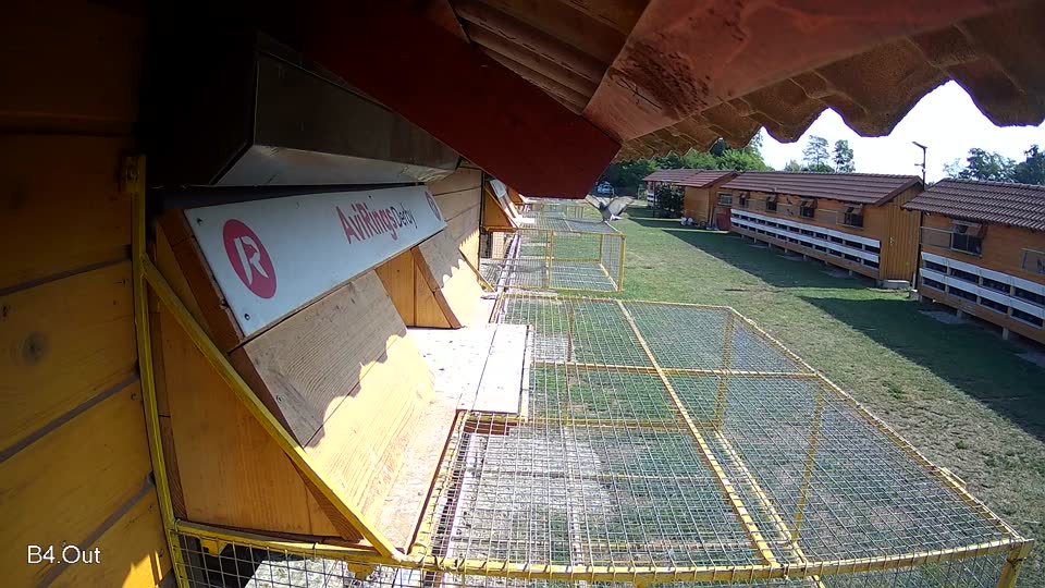 Pigeon Arrival Image For Race Race 1