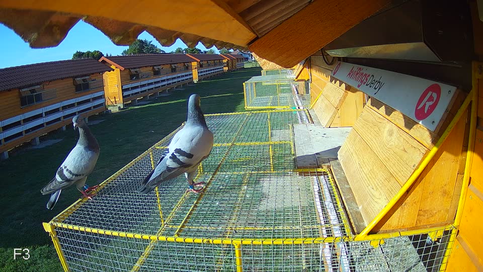 Pigeon Arrival Image For Race Race 5