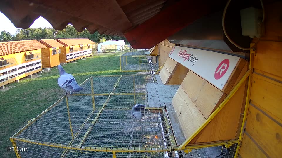 Pigeon Arrival Image For Race Final Race 1/3