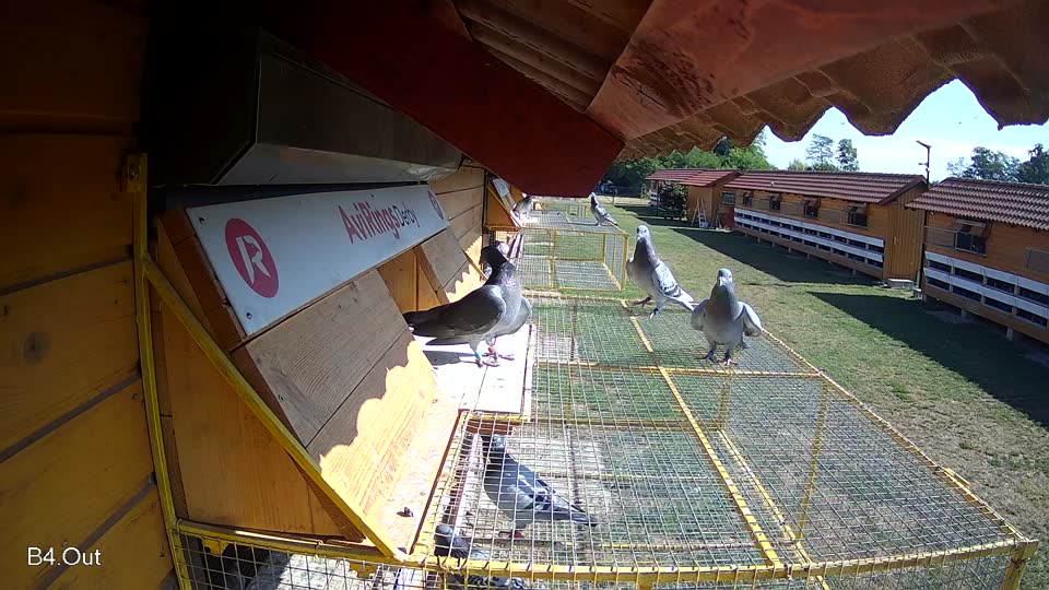 Pigeon Arrival Image For Race Race 2