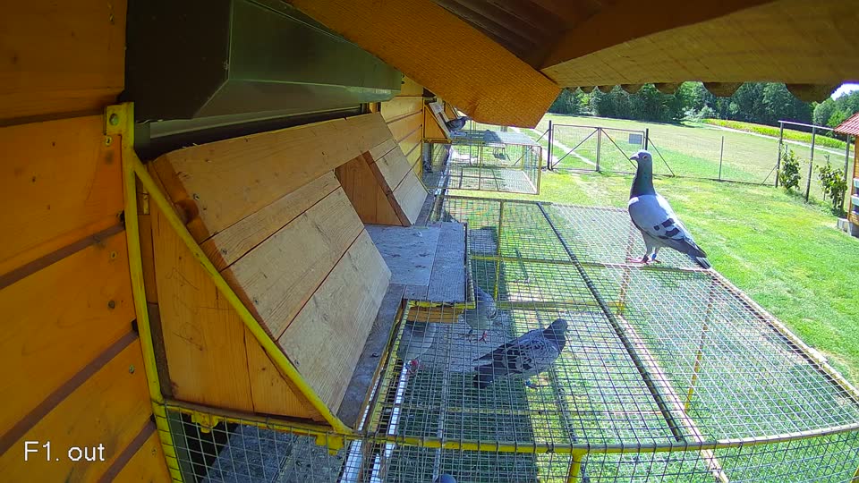 Pigeon Arrival Image For Race Race 4