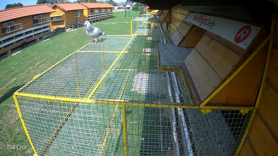 Pigeon Arrival Image For Race Race 6