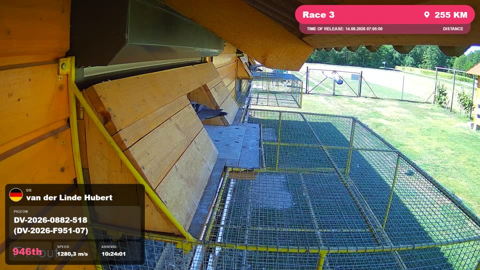 Pigeon Arrival Image For Race Race 3