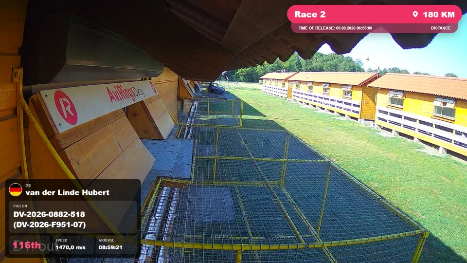 Pigeon Arrival Image For Race Race 2