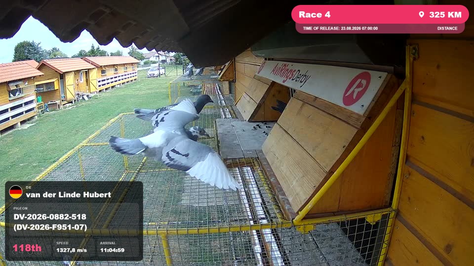 Pigeon Arrival Image For Race Race 4