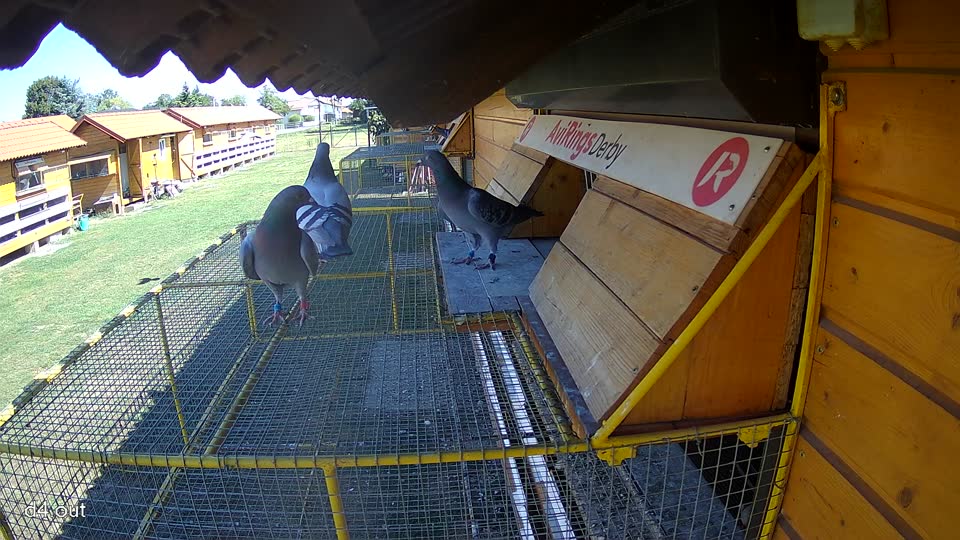 Pigeon Arrival Image For Race Race 3