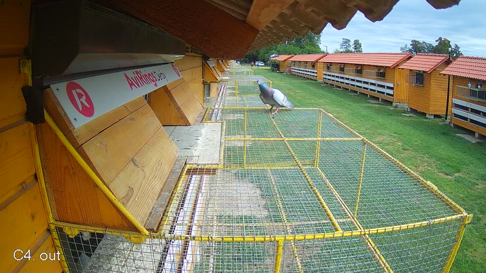 Pigeon Arrival Image For Race Race 4
