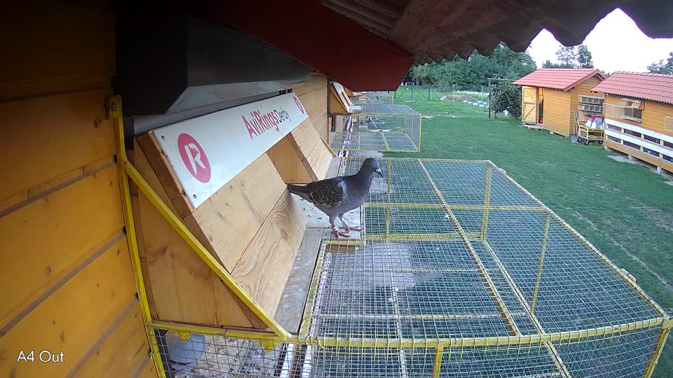 Pigeon Arrival Image For Race Race 6